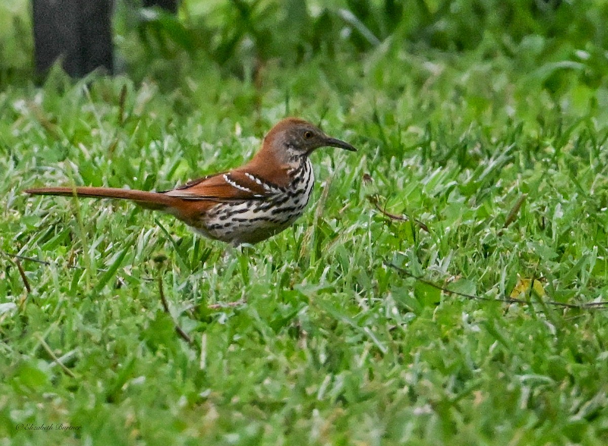 brunspottefugl - ML636048884