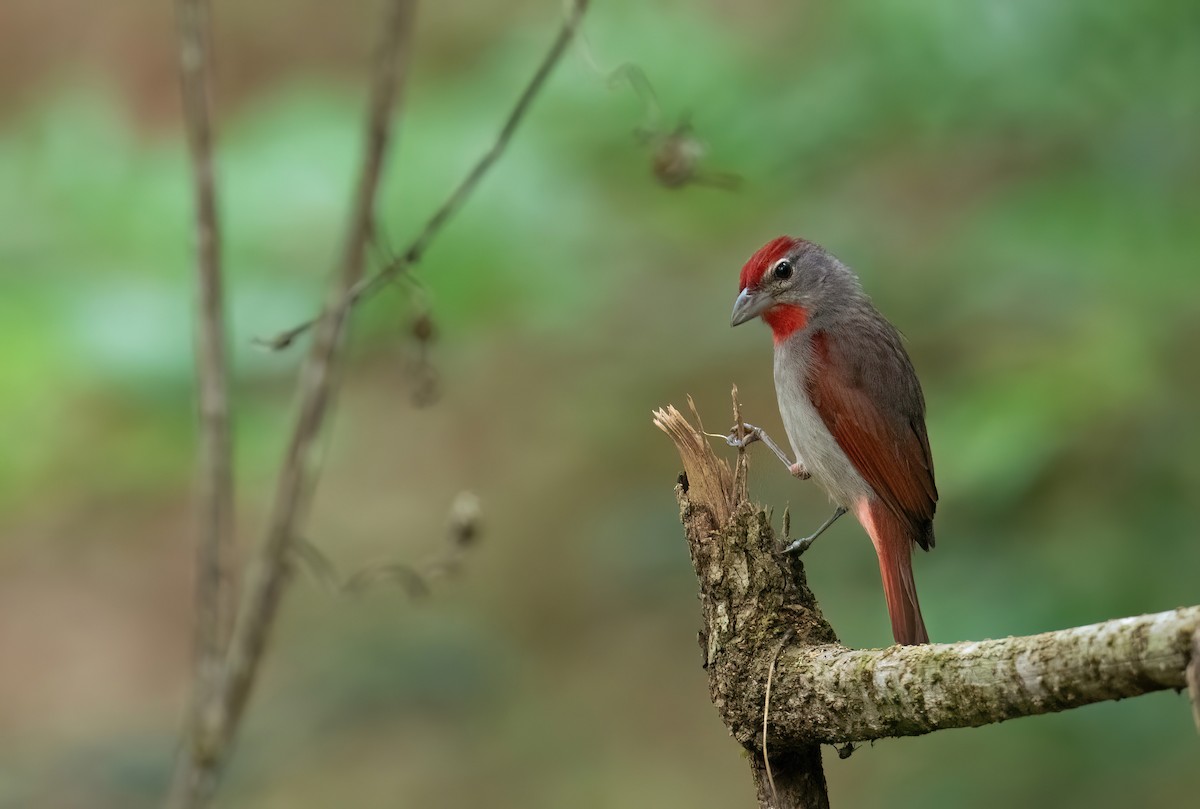 Rose-throated Tanager - ML636048915