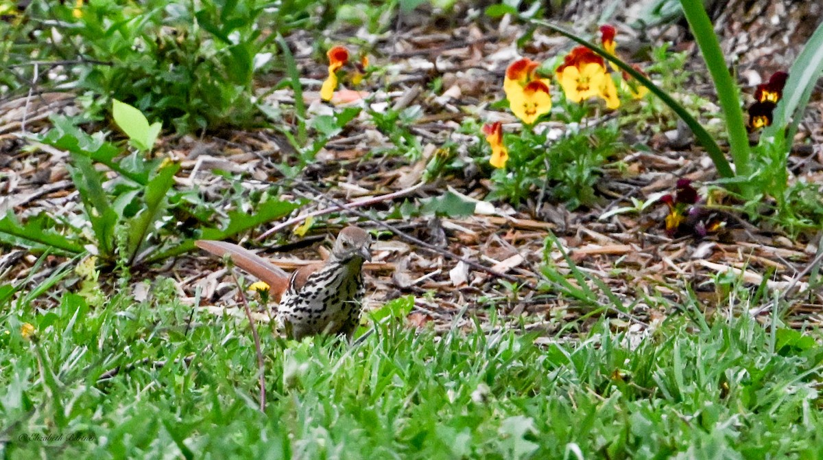 brunspottefugl - ML636048923