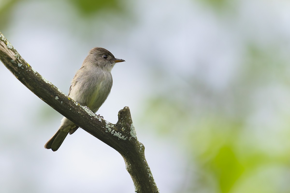 Eastern Wood-Pewee - ML636048937