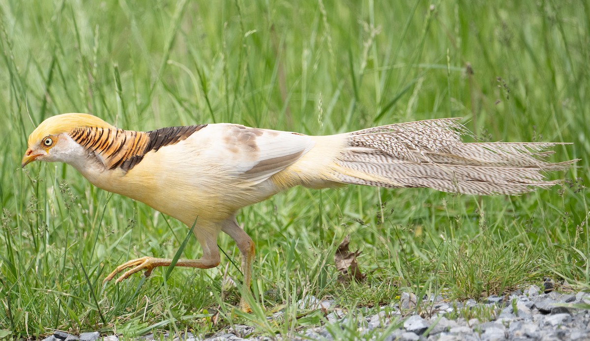 Golden Pheasant (Domestic type) - ML636048948