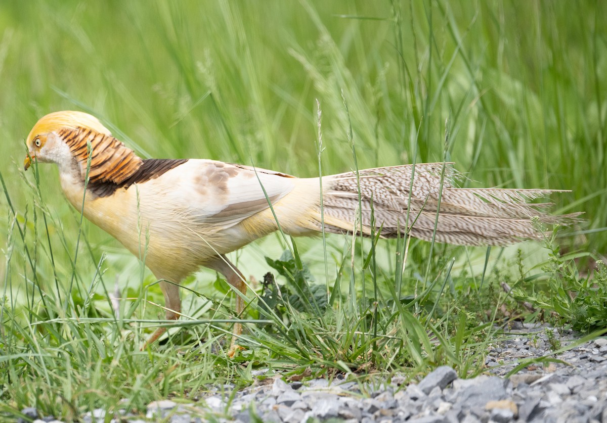 Golden Pheasant (Domestic type) - ML636048950