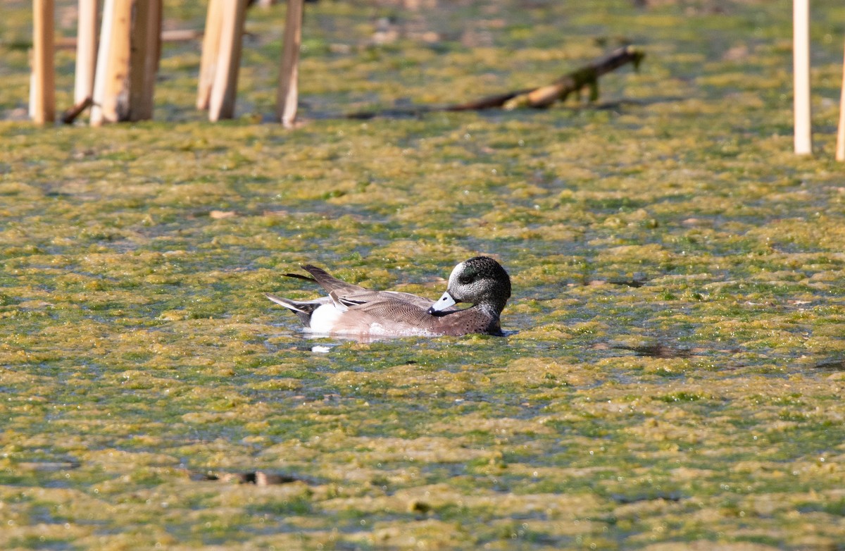 American Wigeon - ML636048998