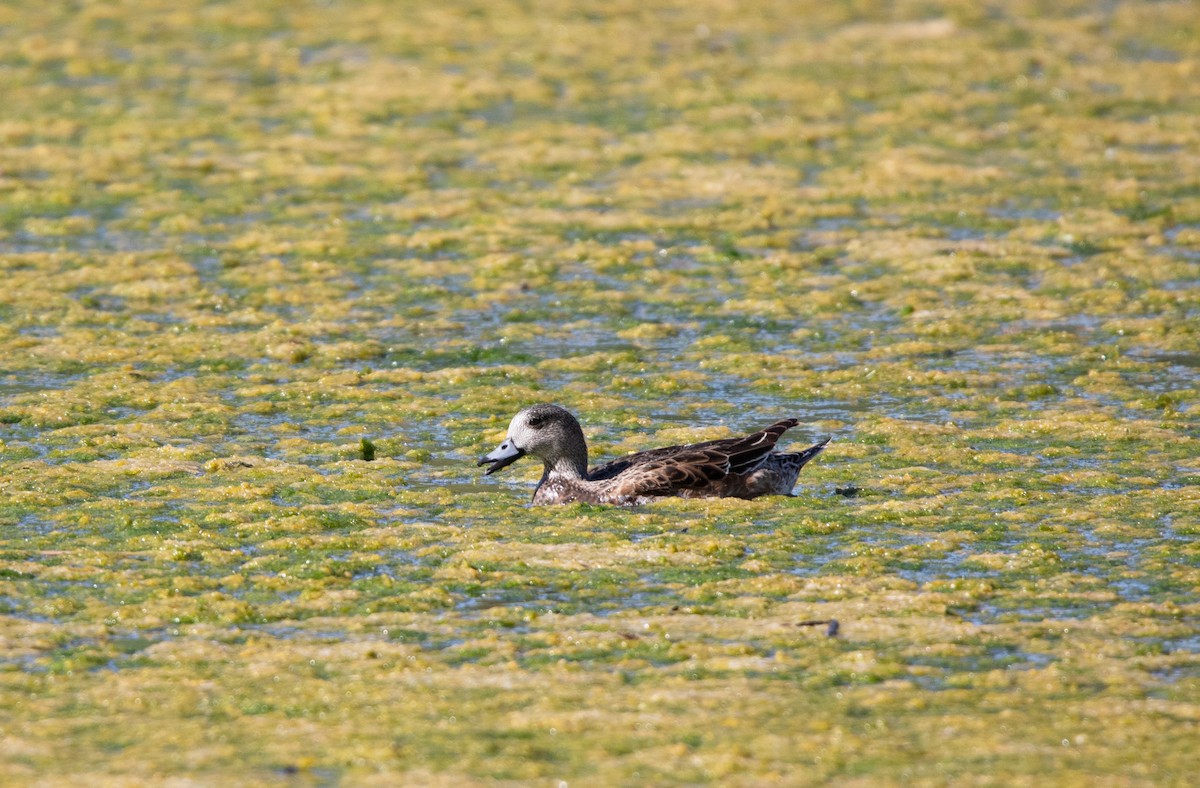 American Wigeon - ML636048999