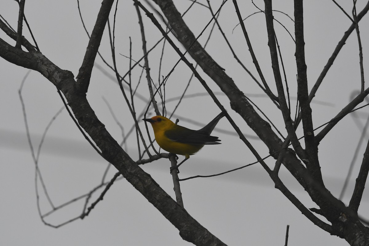 Prothonotary Warbler - ML636049008