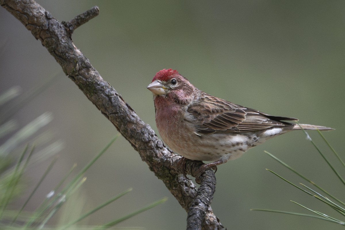 Cassin's Finch - ML636049106