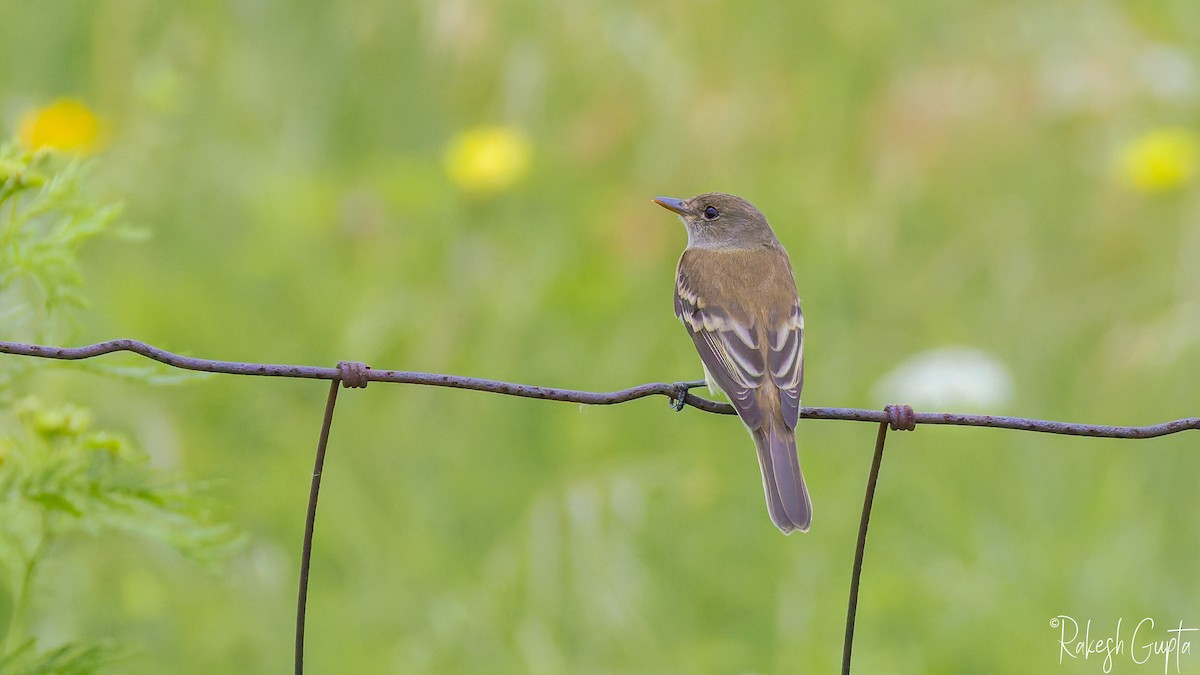 Alder/Willow Flycatcher (Traill's Flycatcher) - ML636049165