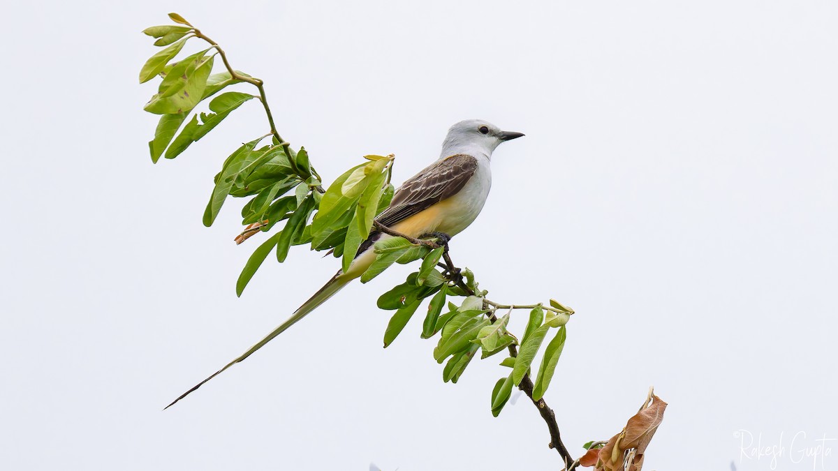 Scissor-tailed Flycatcher - ML636049204