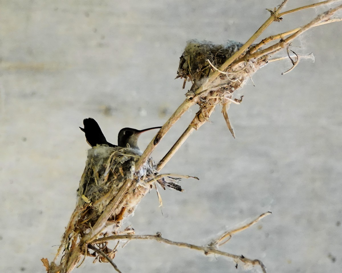 Broad-billed Hummingbird - ML636049225