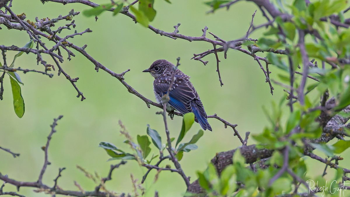 Eastern Bluebird - ML636049228