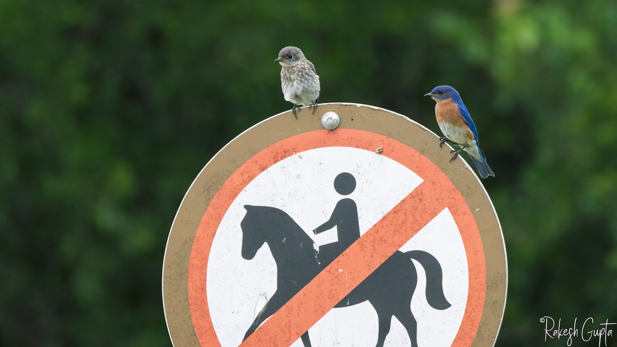 Eastern Bluebird - ML636049229