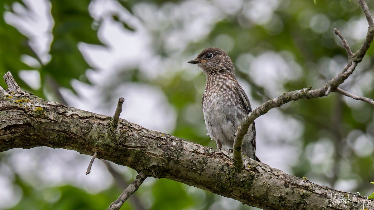 Eastern Bluebird - ML636049230