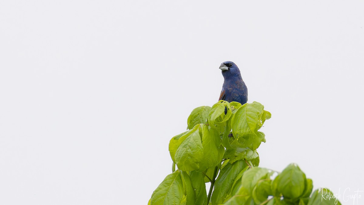 Blue Grosbeak - ML636049253