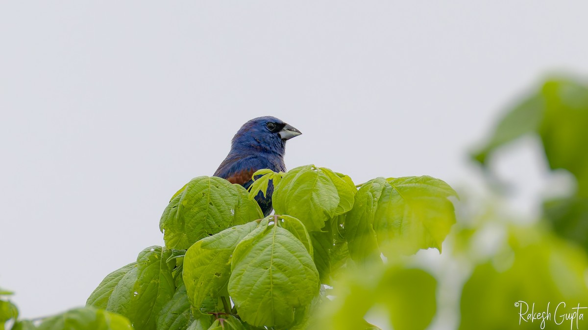 Blue Grosbeak - ML636049254