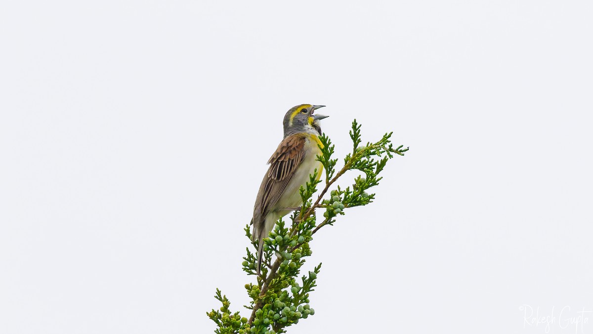 Dickcissel - ML636049264