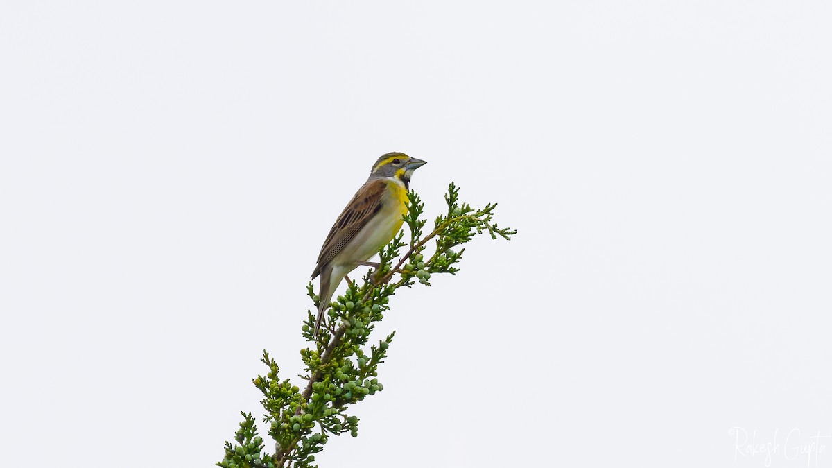 Dickcissel - ML636049265