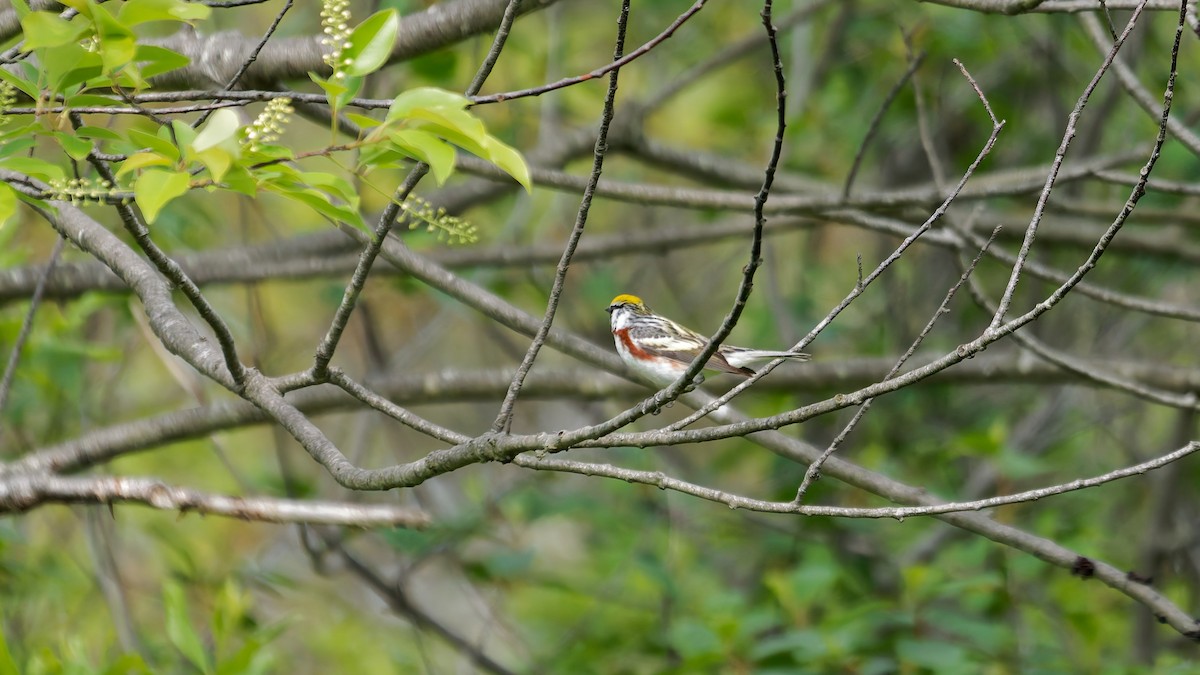 Chestnut-sided Warbler - ML636049491