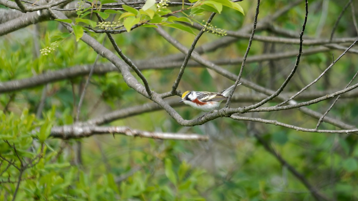 Chestnut-sided Warbler - ML636049492