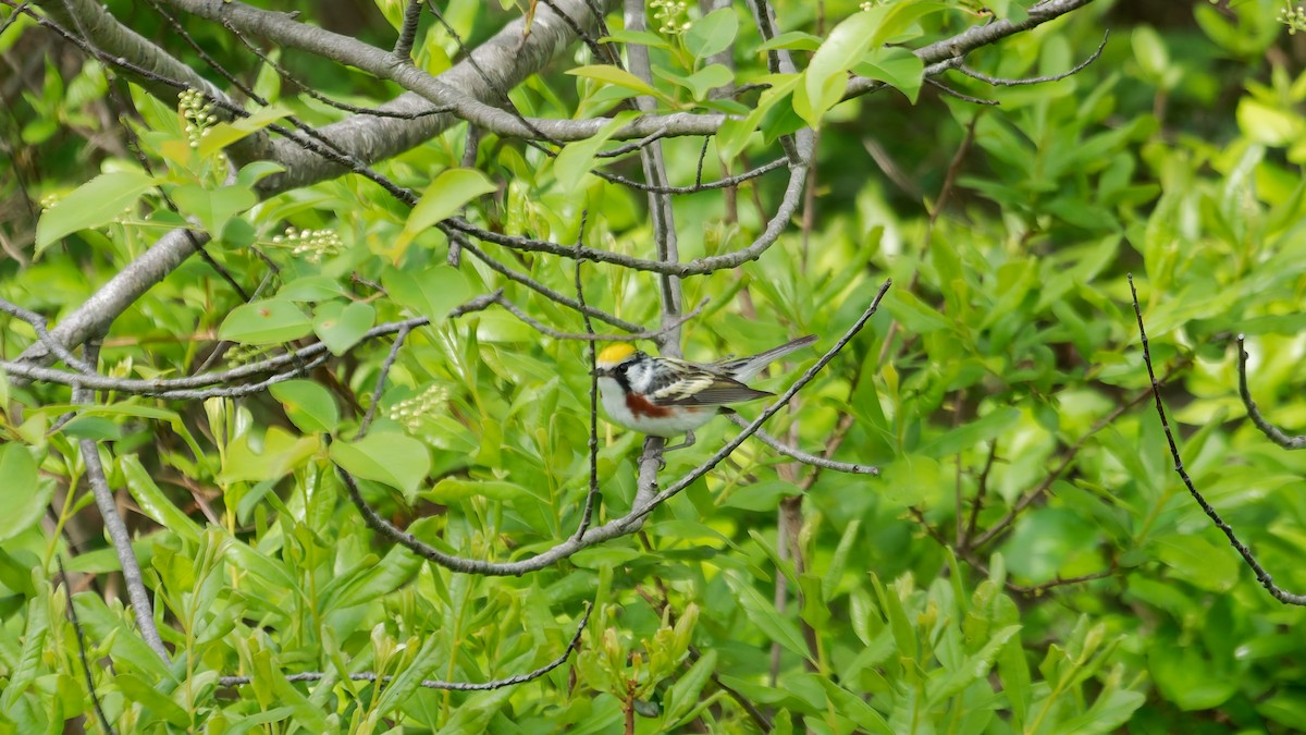 Chestnut-sided Warbler - ML636049494