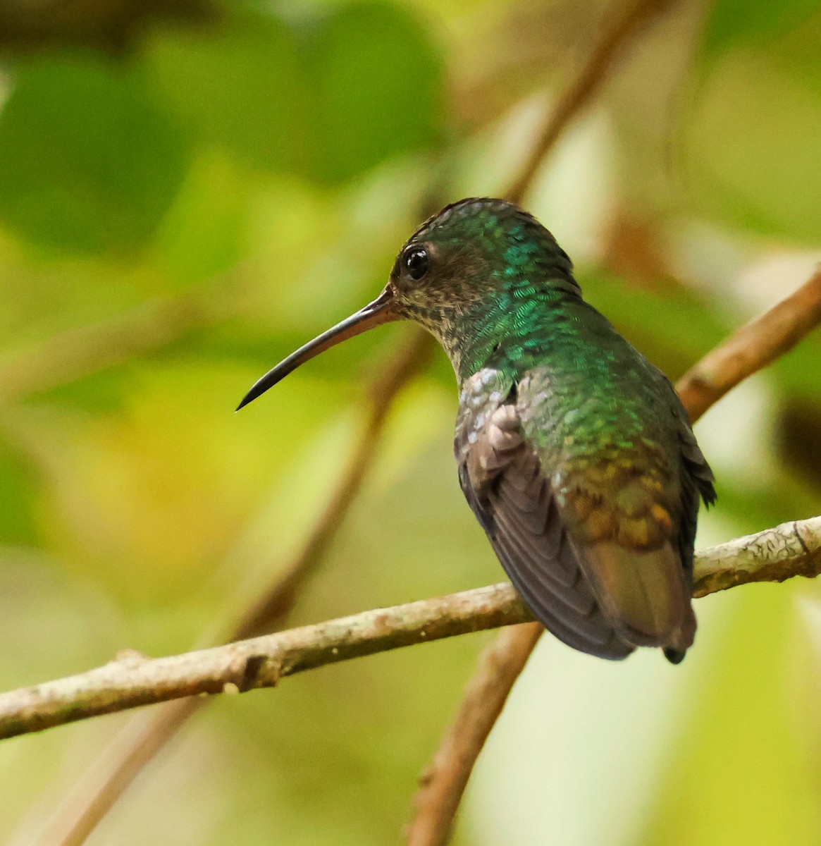 Golden-tailed Sapphire - ML636049567