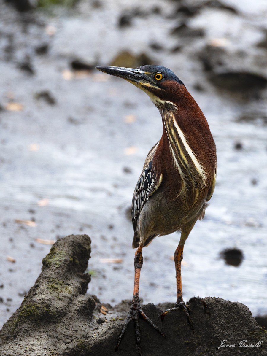 Green Heron - ML636049604