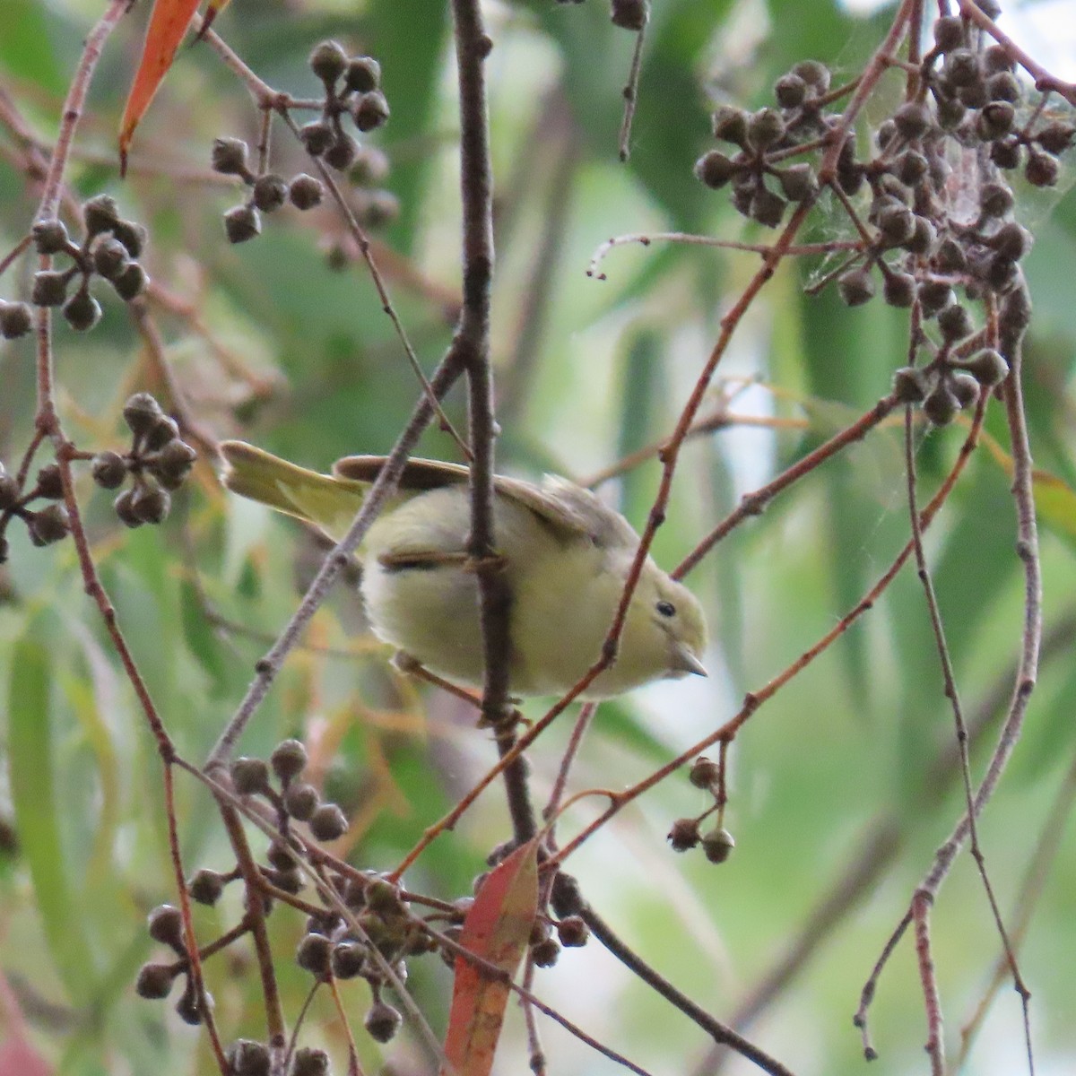 new world warbler sp. - ML636049704