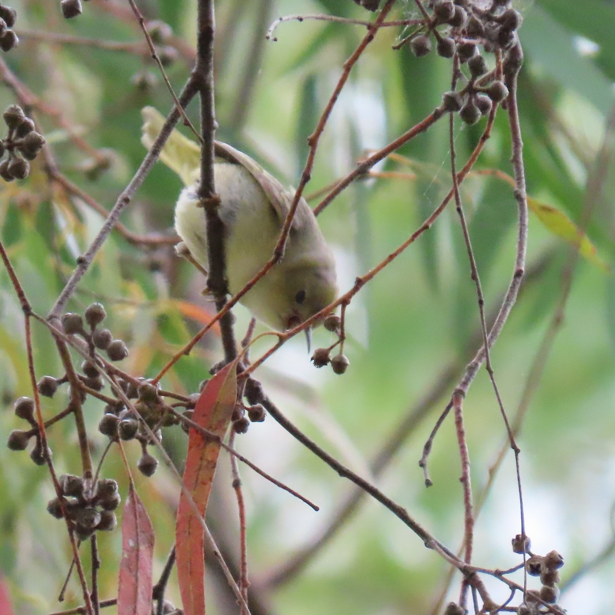 new world warbler sp. - ML636049720