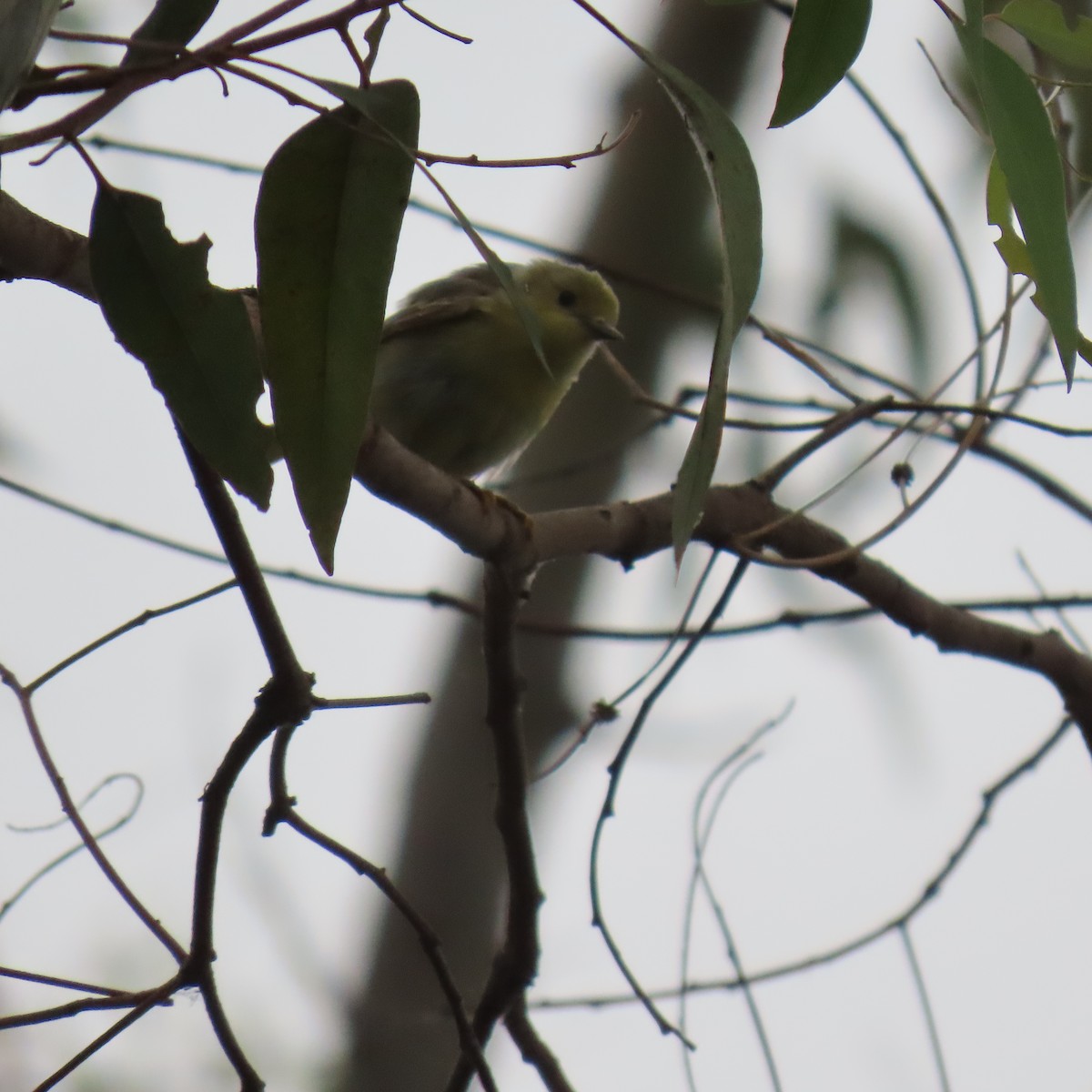 new world warbler sp. - ML636049737