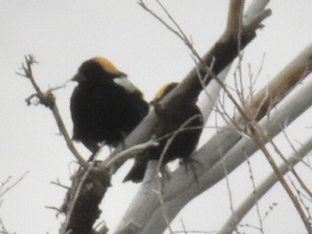 Bobolink - ML636049752
