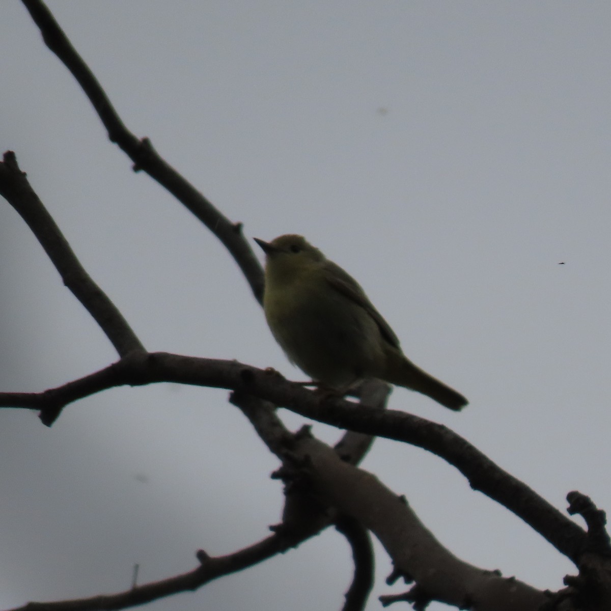 new world warbler sp. - ML636049755