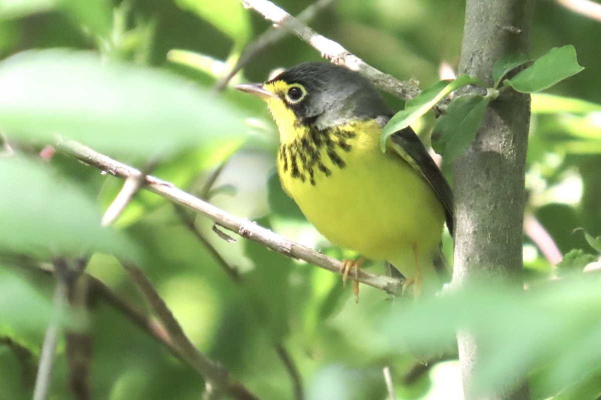 Paruline du Canada - ML636049757