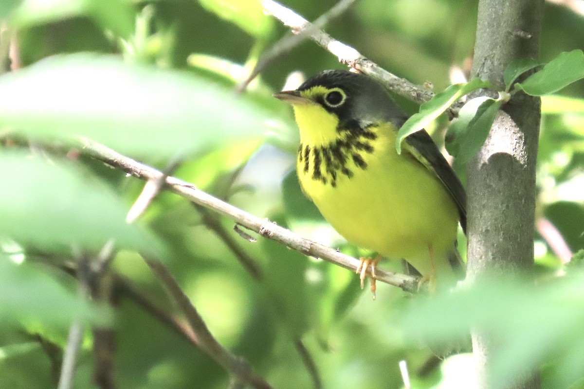 Paruline du Canada - ML636049758