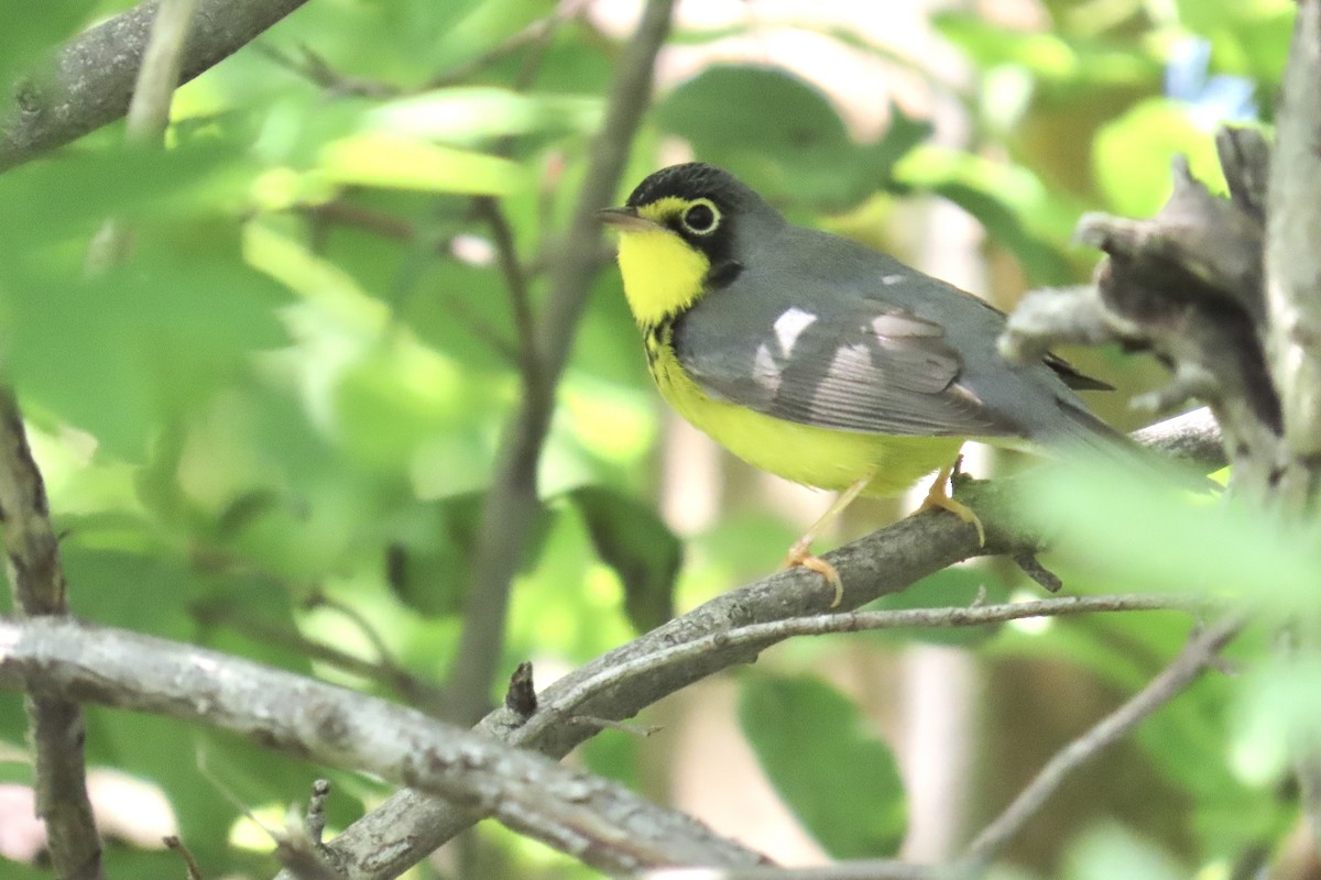 Paruline du Canada - ML636049759