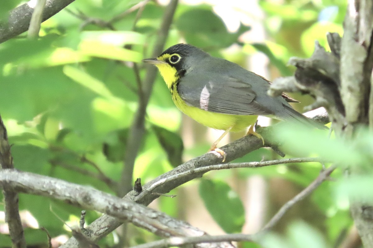 Paruline du Canada - ML636049760
