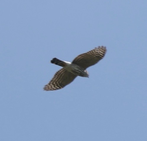Sharp-shinned Hawk - ML636049767