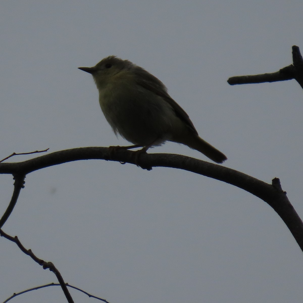 new world warbler sp. - ML636049781