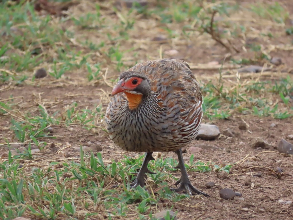 Gray-breasted Spurfowl - ML636049833