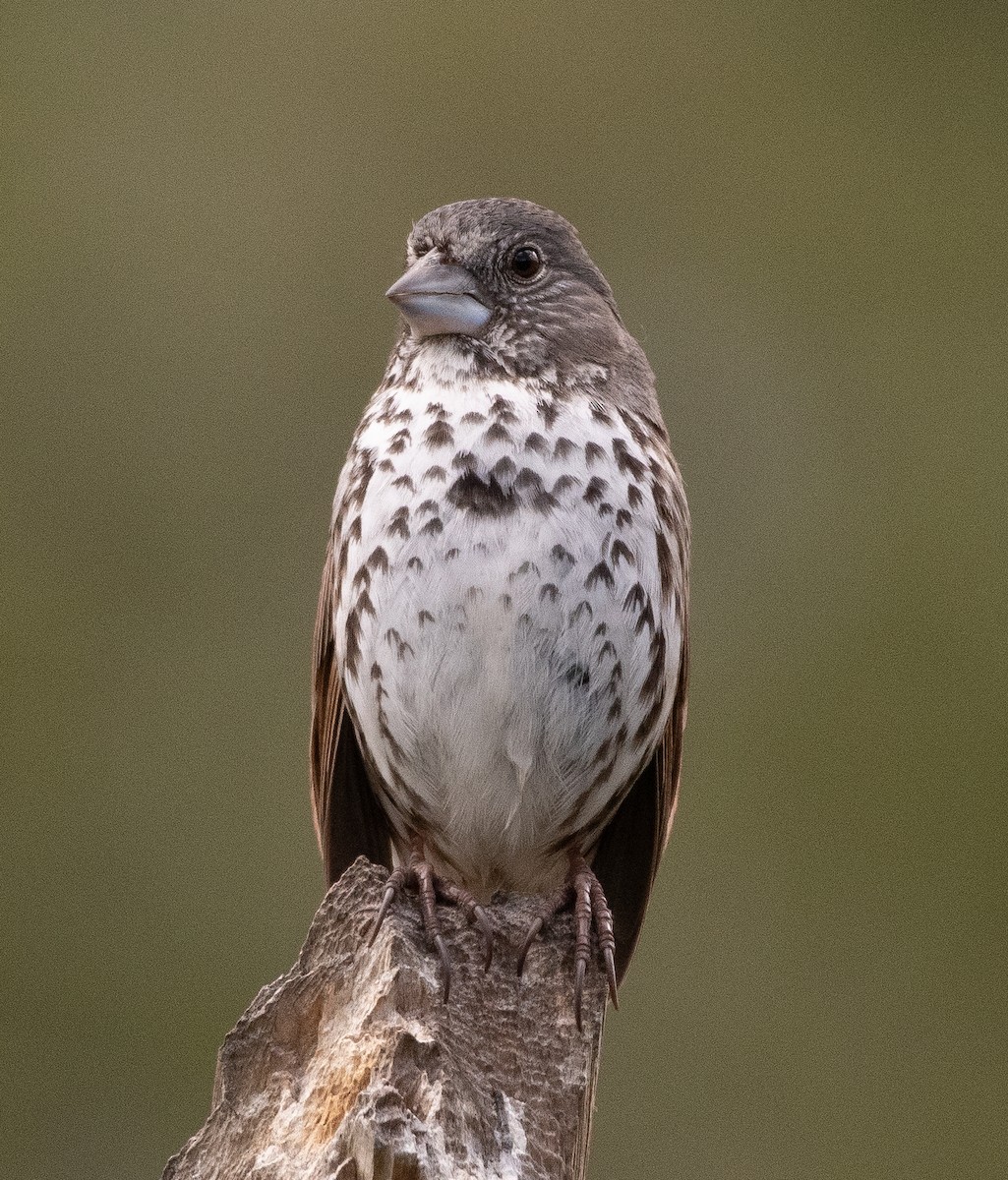Fox Sparrow (Thick-billed) - ML636049920