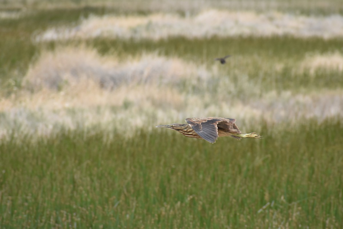 American Bittern - ML636049926