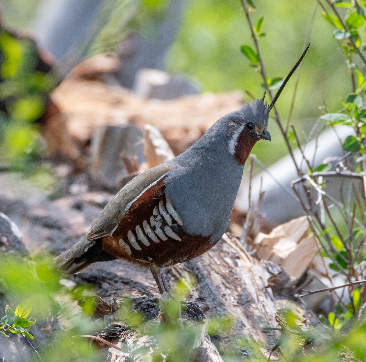 Mountain Quail - ML636049952