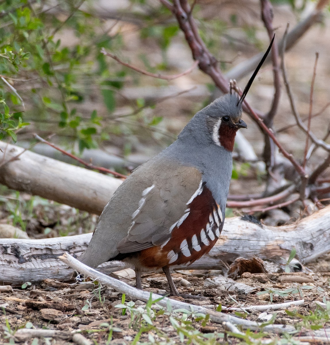 Mountain Quail - ML636049953