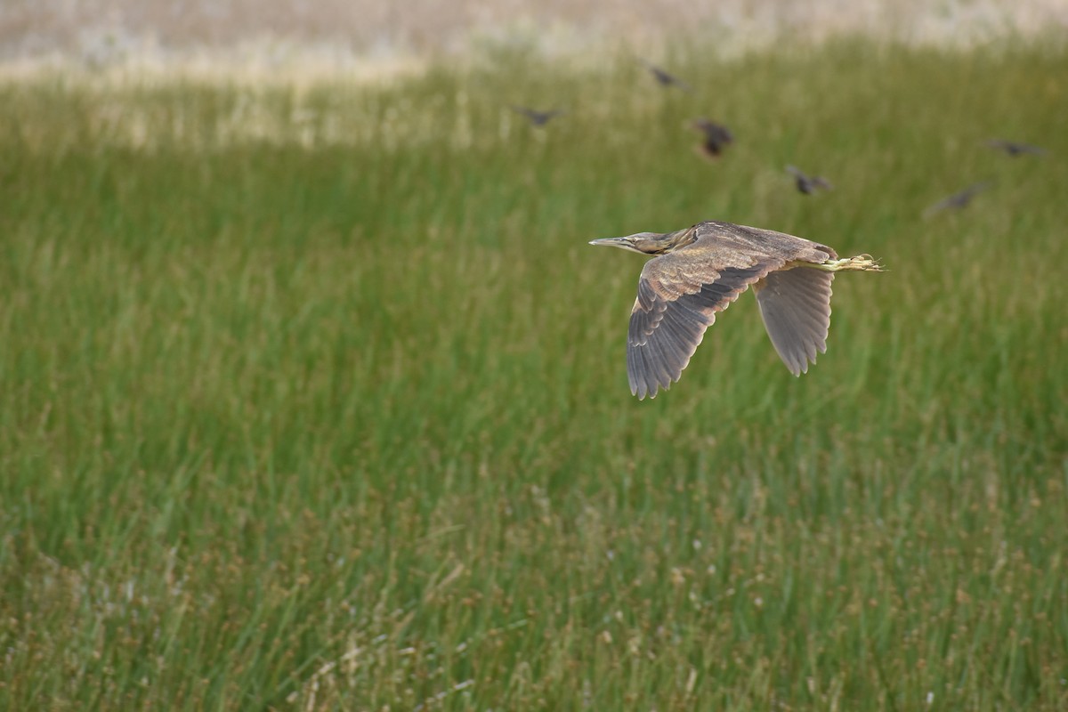 American Bittern - ML636049980