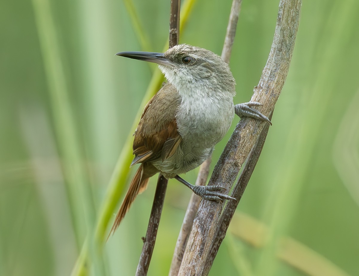 Straight-billed Reedhaunter - ML636050139