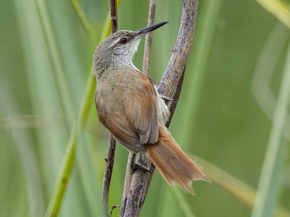 Straight-billed Reedhaunter - ML636050140
