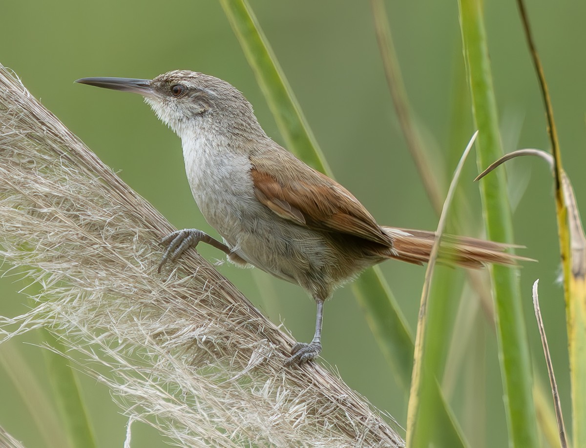 Straight-billed Reedhaunter - ML636050141