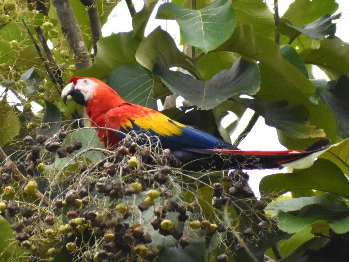 Scarlet Macaw - ML636050219