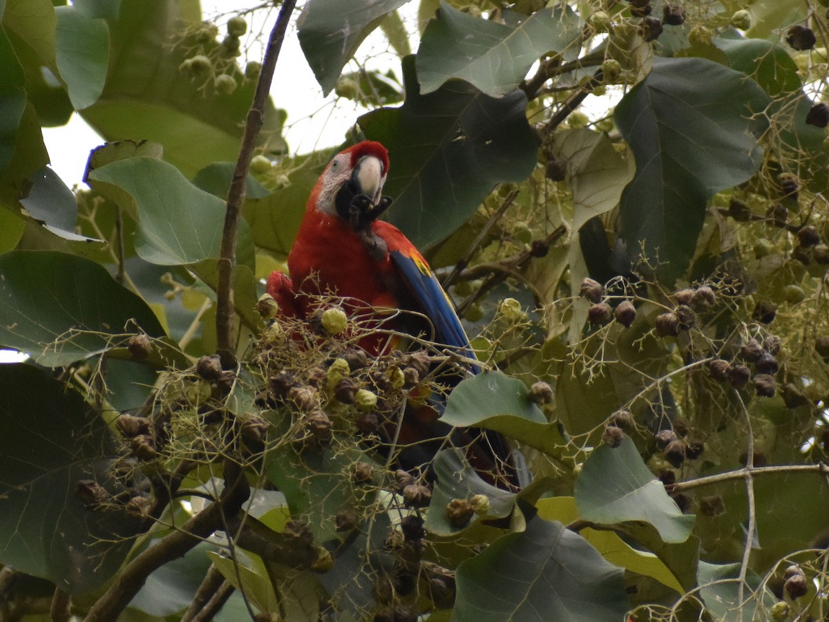 Scarlet Macaw - ML636050246