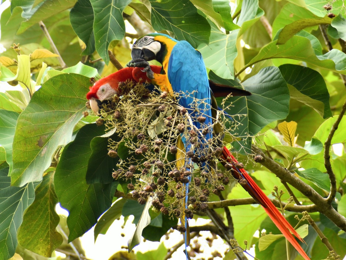 Scarlet Macaw - ML636050258