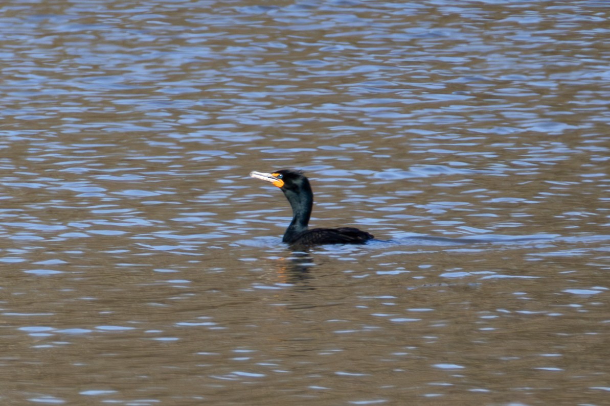 Cormoran à aigrettes - ML636050271