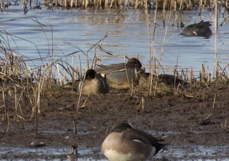 čírka obecná (ssp. crecca x carolinensis) - ML636050342